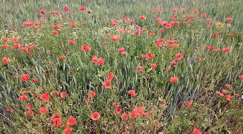 Mohn am Feldrain