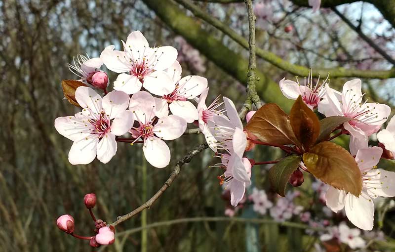 Voll-Frühling