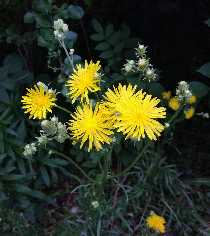 Gelbe Blüten