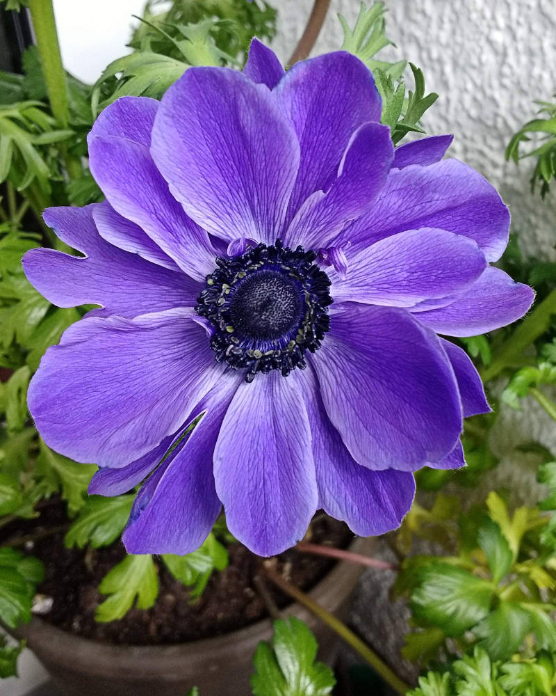 Anemone