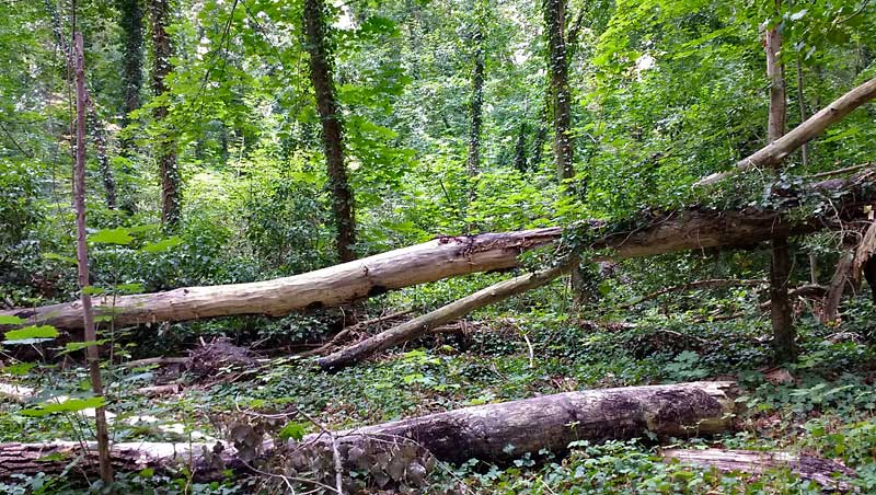 »Urwald« im Abtnaundordfer Park